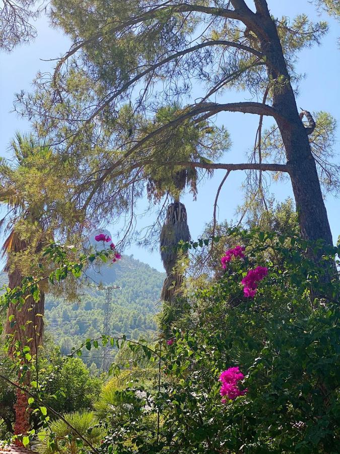 Pensión El Botanico De *