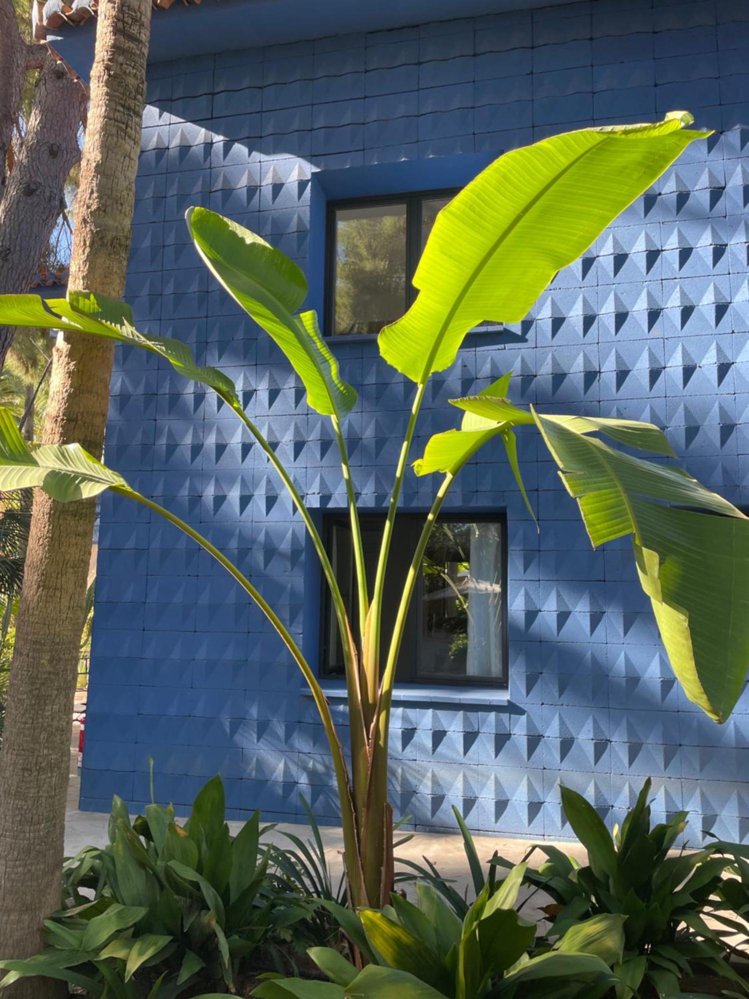 El Botanico De Pensión